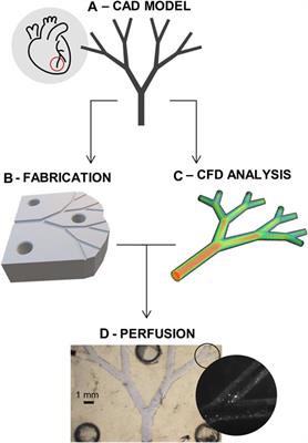 Integrative modeling of hemodynamic changes and perfusion impairment in coronary microvascular disease